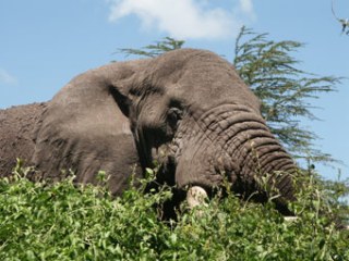 30-01-03-TA-Ngorongoro.jpg