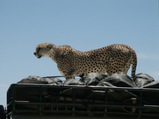 30-01-03-TA-Serengeti.jpg