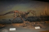 Dinosaurier Museum