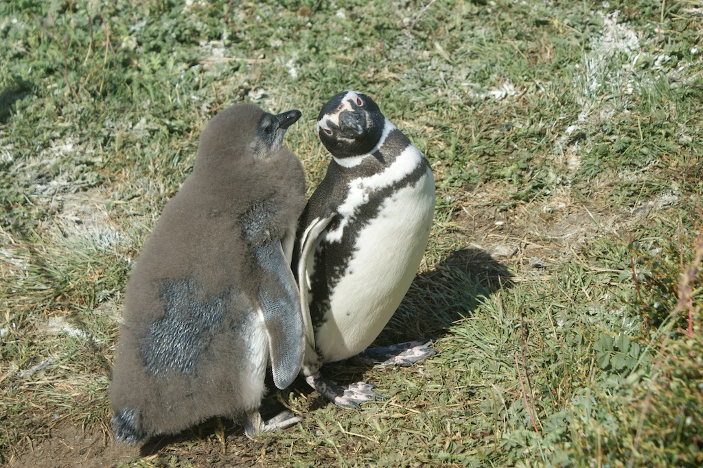 Magallan Pinguine