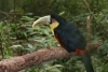 Vogelpark Puerto Iguazu Argentinien