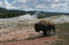 Yellowstone